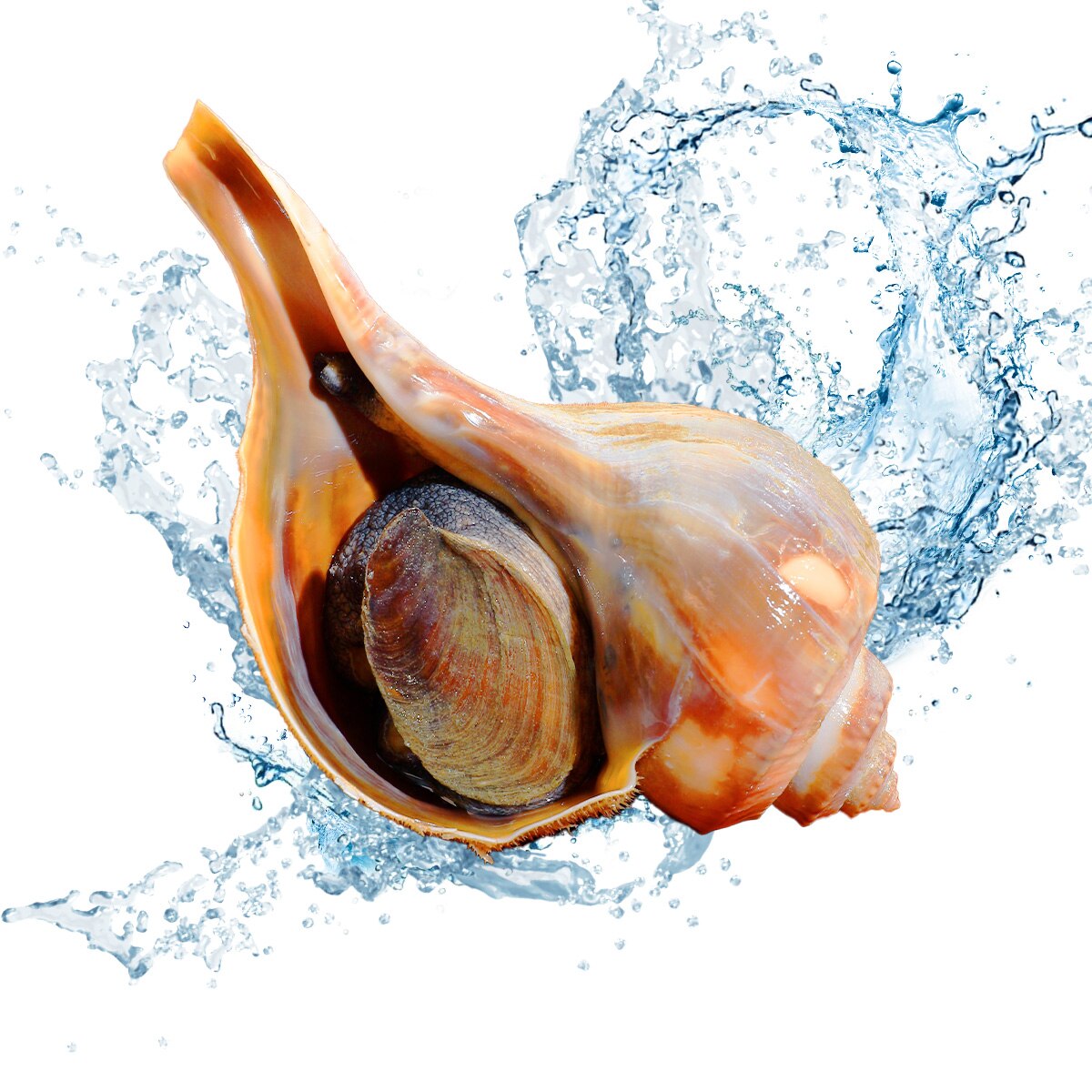 View: Live Conch (~3lb)